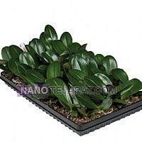 نشاء گیاهان وارداتی و خاص نشاء گیاهان وارداتی و خاص